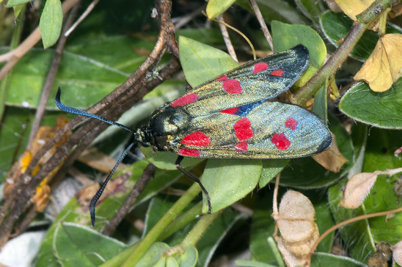 Specie di Zygaena di fine maggio - inizio luglio